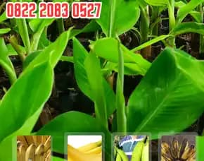 Wa 0822.2083.0527 Budidaya Pisang Sunpride