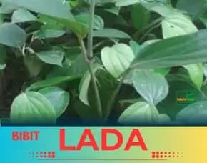 Pusat Bibit, Bibit Lada Yg Bagus