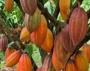 Pusat Bibit, Bibit Kakao Bls0, Bibit Kakao Brazil Pollarise
