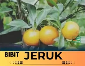 Sentral Pertanian  Bibit Jeruk Manis Bangkinang