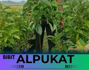 Sentral Bibit Bibit Alpukat Depok