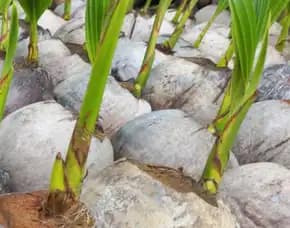 Epollarise Bibit Kelapa Genjah Bebek