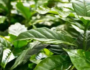 Sentral Bibit Kopi, Bibit Kopi Unggul Sambungan