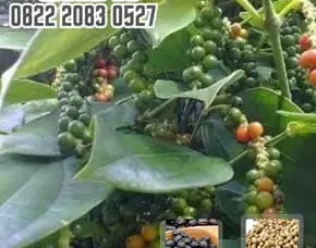 0822.2083.0527 (Tsel) Pusat Bibit,   Bibit Lada Perdu Lampung