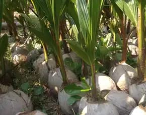 Sentra Bibit Kelapa, Beli Bibit Kelapa Hibrida