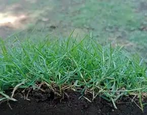 Jual Rumput Lapangan Sepak Bola Kota Tegal