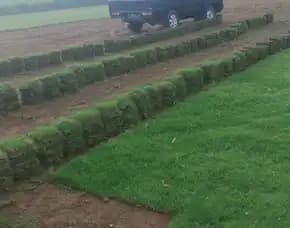 Jual Rumput Jepang Kota Kediri
