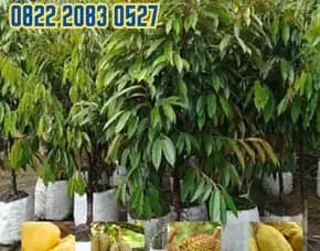 0822.2083.0527 (Tsel)  Hortikultura Buah  Bibit Durian Musangking Tinggi 2 Meter