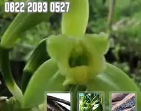 Sentral Bibit Tanam Vanili Pollarise