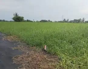 Dijual 4,96 Are, Jl. Pantai Kedungu Belalang Kediri Tabanan