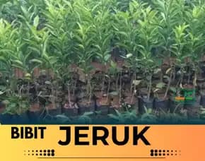 Sentral Pertanian  Bibit Jeruk Manis Purworejo