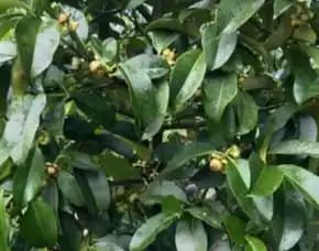 Sentra Bibit Manggis , Bibit Manggis Tanpa Biji, Bibit Manggis Thailand