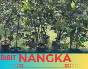 Sentra Bibit Pertanian, Bibit Nangka Di Bogor