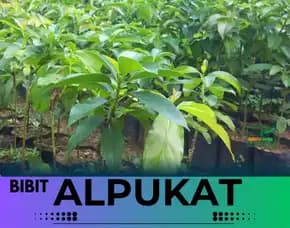 Hortikultura Buah Bibit Alpukat Mentega Di Bogorr