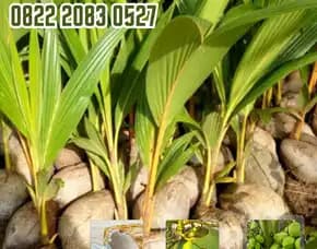 0822.2083.0527 (Tsel) Sentra Bibit Kelapa,   Bibit Kelapa Hibrida Bogor