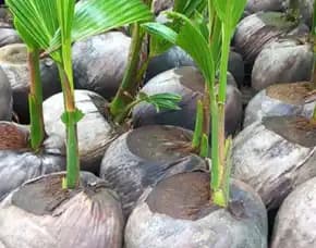 Sentra Bibit Kelapa, Bibit Kelapa Hibrida Jawa Tengah