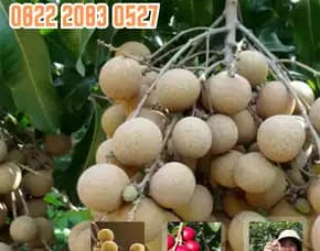 0822.2083.0527 (Tsel) Agrocenter Bibit Kelengkeng Madiun
