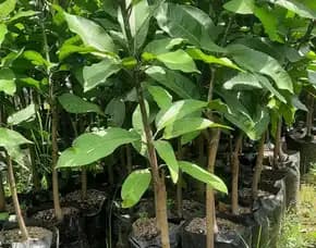 Bibit Unggul  Mangga Kio Jay Yogyakarta