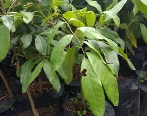 Bibit Kelengkeng Murah