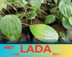 Pusat Bibit, Bibit Lada Perdu Jawa Timur
