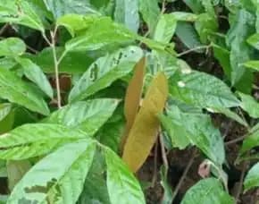 Sentra Bibit, Bibit Coklat Hibrida |, Bibit Coklat Hibrida Adalah Pollarise