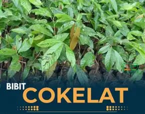 Sentra Bibit Coklat Super, Bibit Coklat Siap Tanam Pollarise
