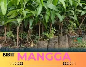 Hortikultura Bibit Unggul  Mangga Alpukat Di Jogja