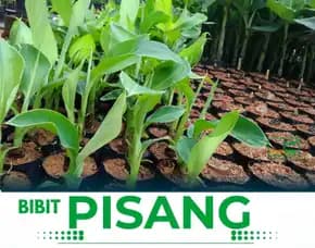 Bibit Pisang Ambon Purworejo