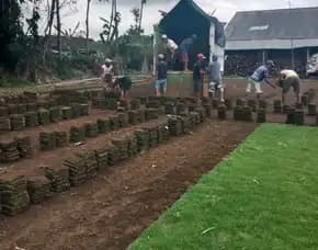 Rumput Jepang Kota Batu Siap Tanam