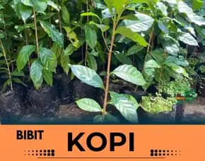 Petani Bibit Kopi, Bibit Kopi Di Manado