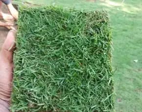 Jual Rumput Lapangan Sepak Bola Ciamis Terbaik