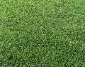 Jual Rumput Lapangan Sepak Bola Kota Surakarta