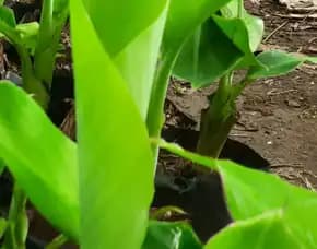 Jual Bibit Pisang Raja Di Malang