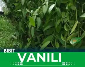Sentral Bibit Vanili Pekalongan